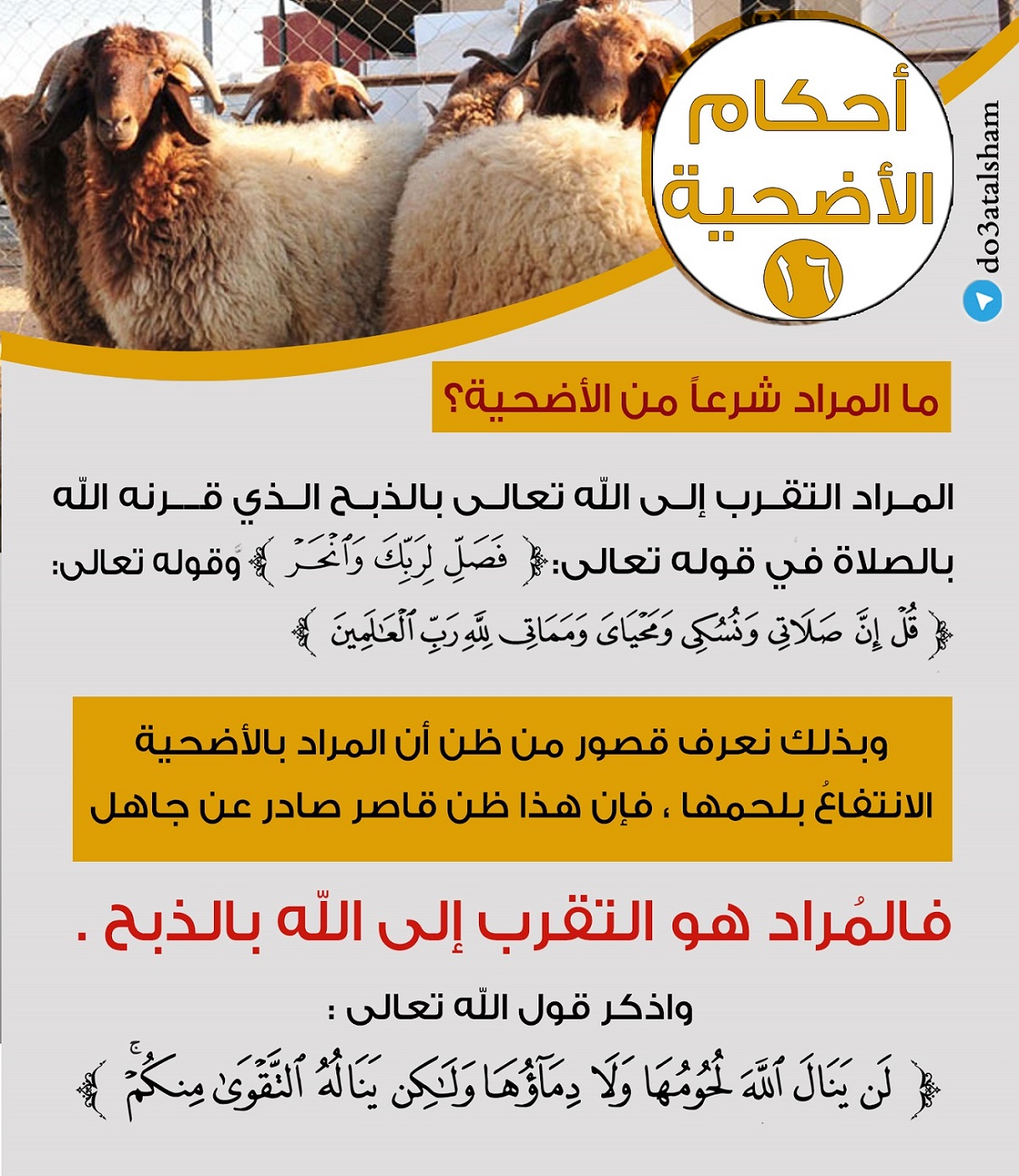 توجيهات - سلسلة أحكام الأضحية
