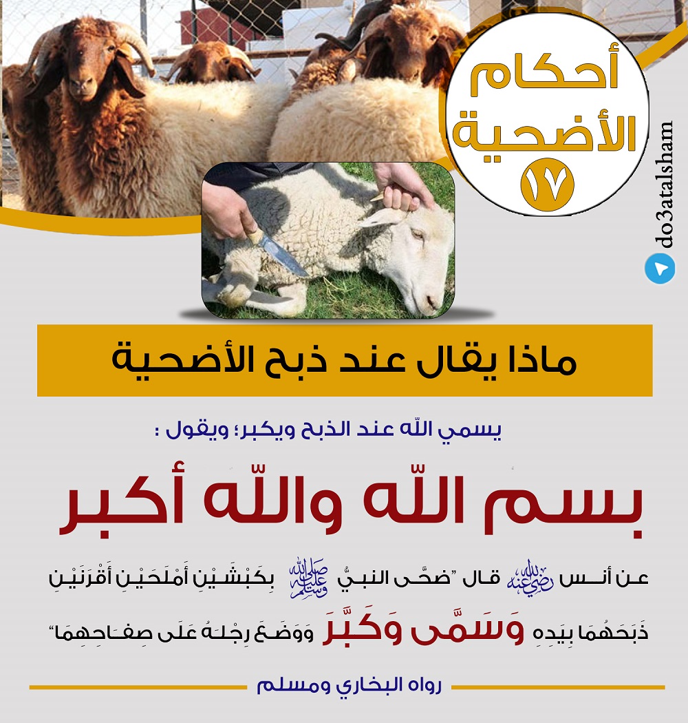 عيد الأضحى - أحكام الأضحية