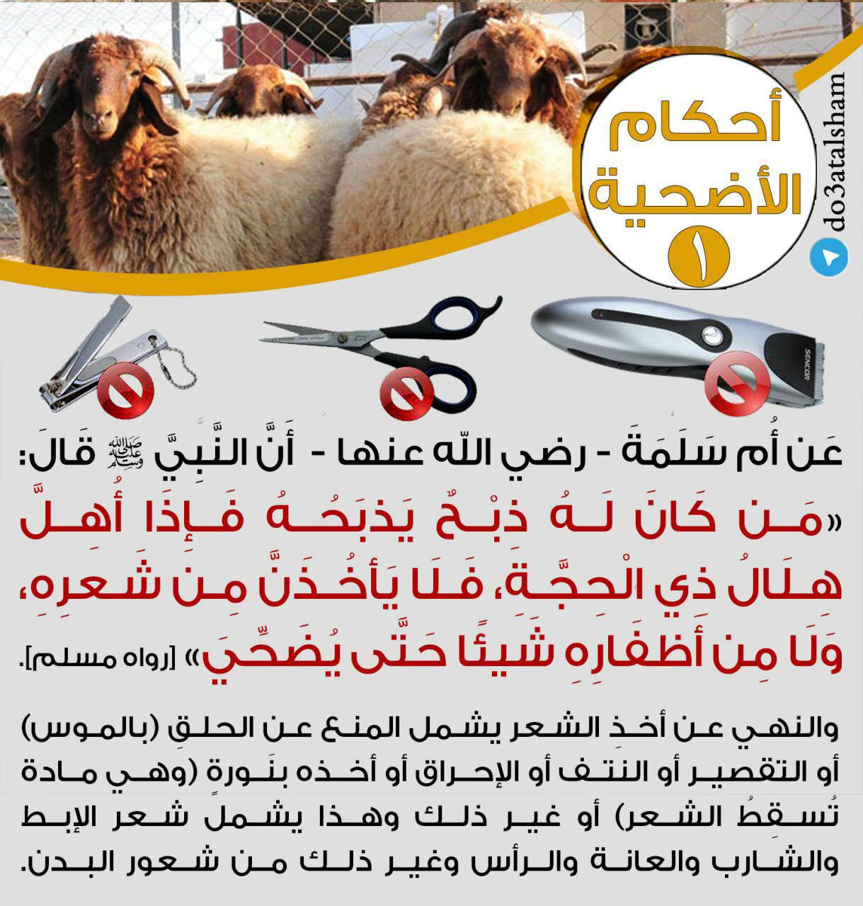 جوال - أحكام الأضحية