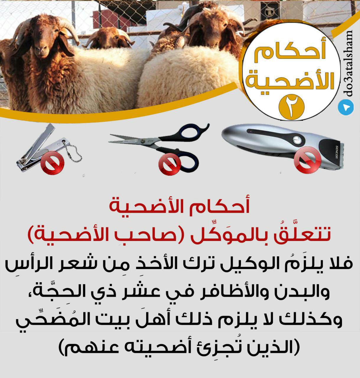 جوال - أحكام الأضحية