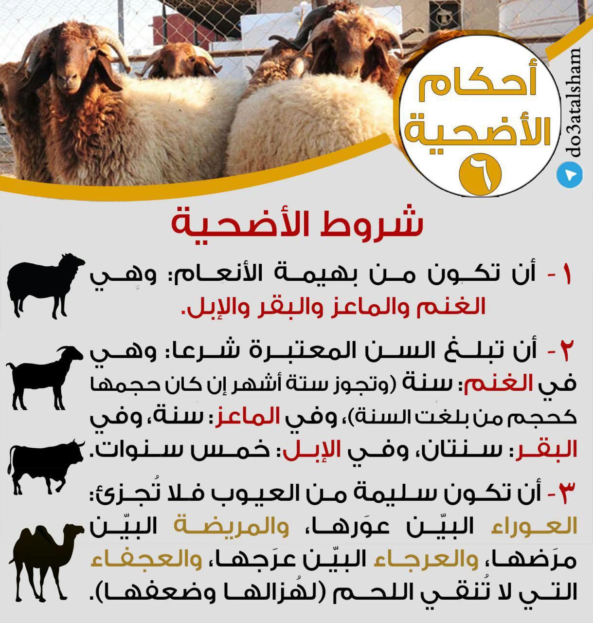 جوال - أحكام الأضحية