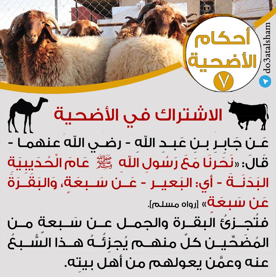 جوال - أحكام الأضحية