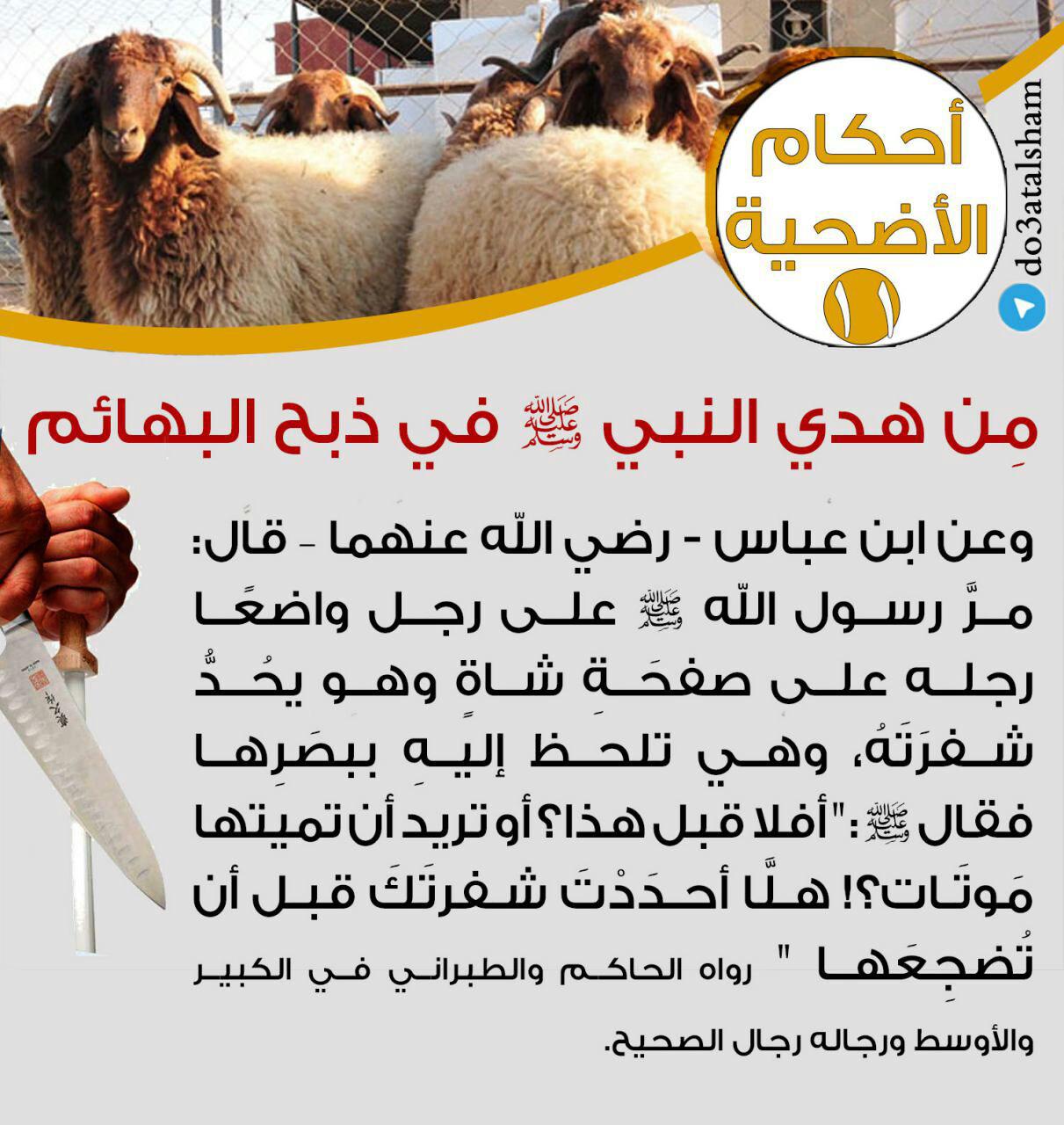 جوال - أحكام الأضحية