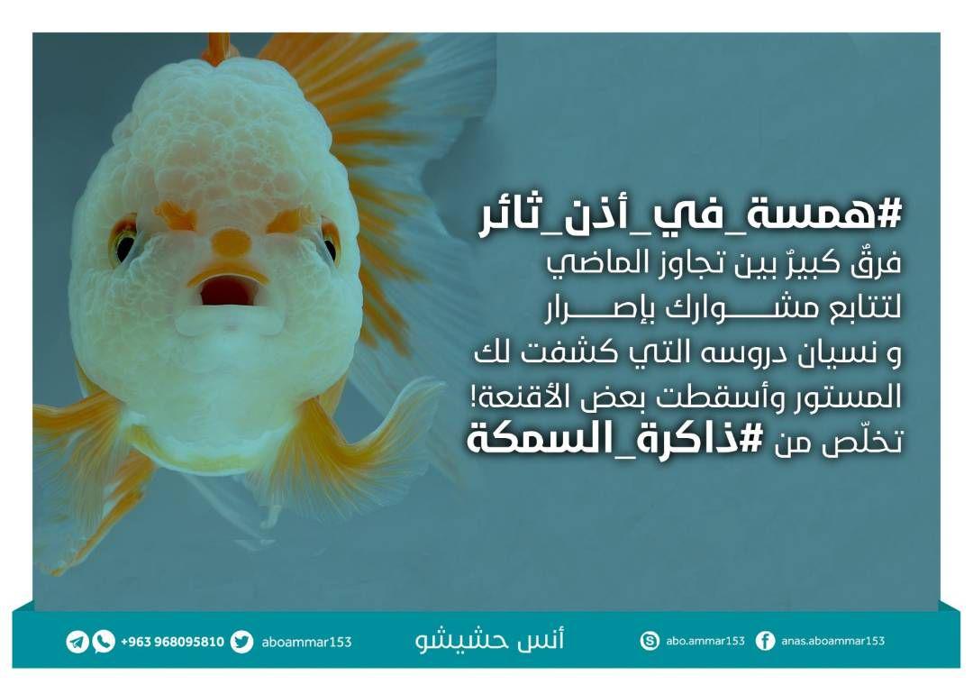 التوعية السياسية - تخلص من ذاكرة السمكة