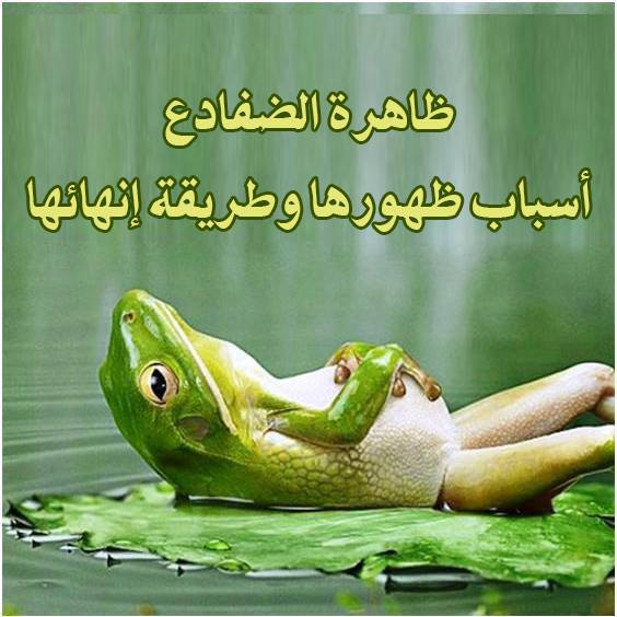 حدث وتعليق - ظاهرة الضفادع
