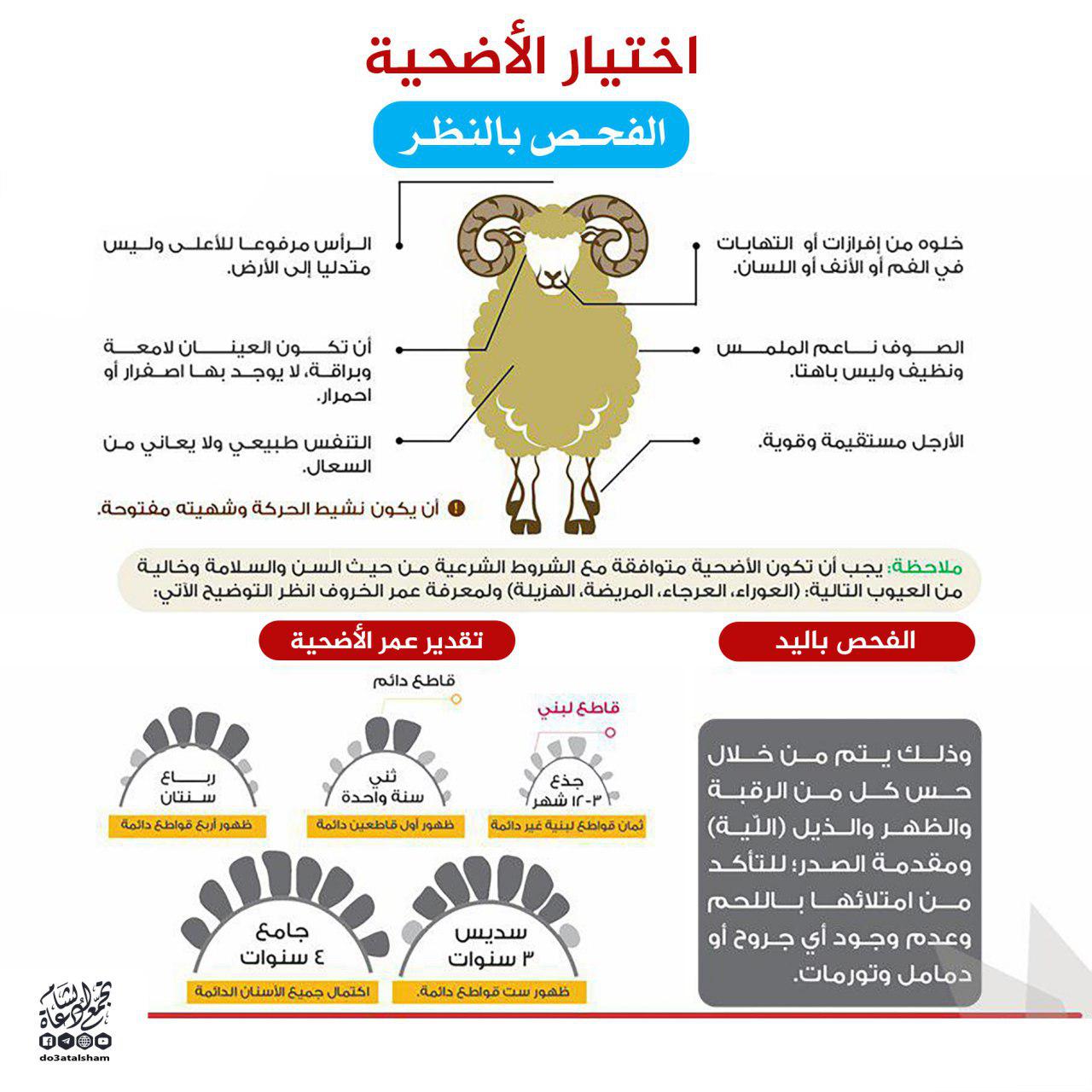 ذو الحجة - اختيار الأضحية
