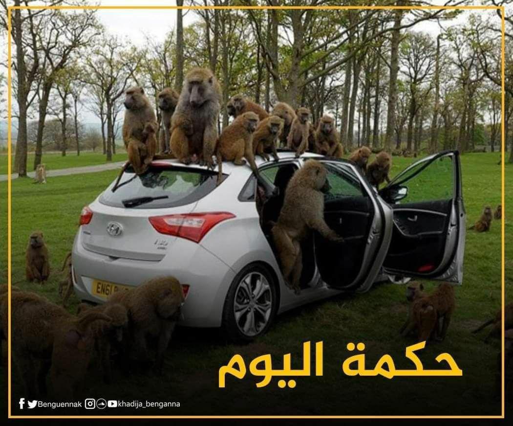 التوعية السياسية - سطرت القرود على السيارة