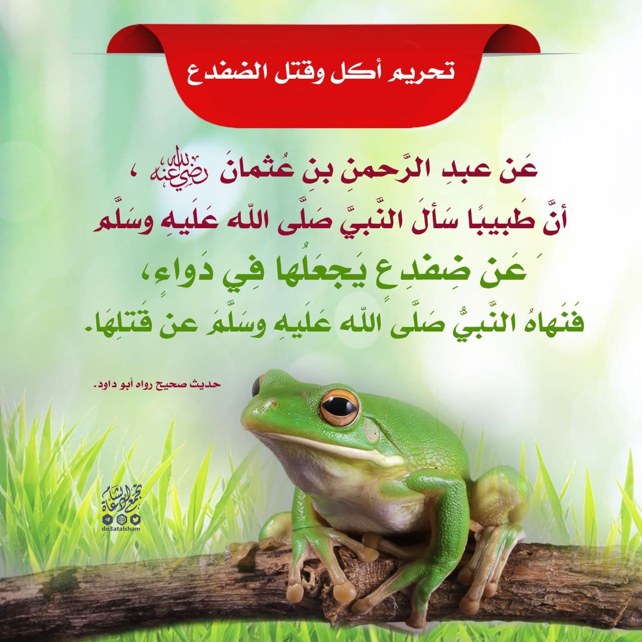 تحريم أكل وقتل الضفدع