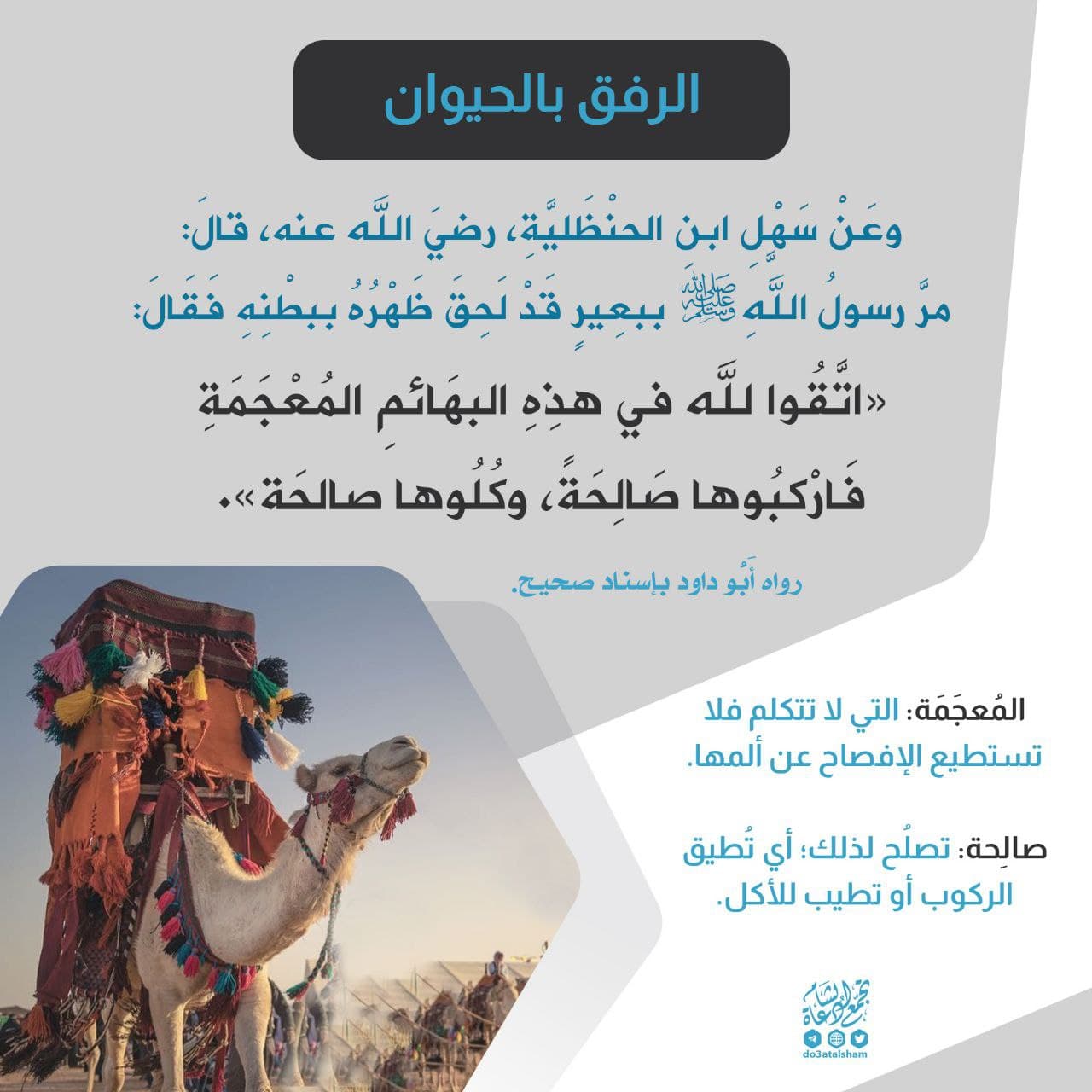 الرفق بالحيوان