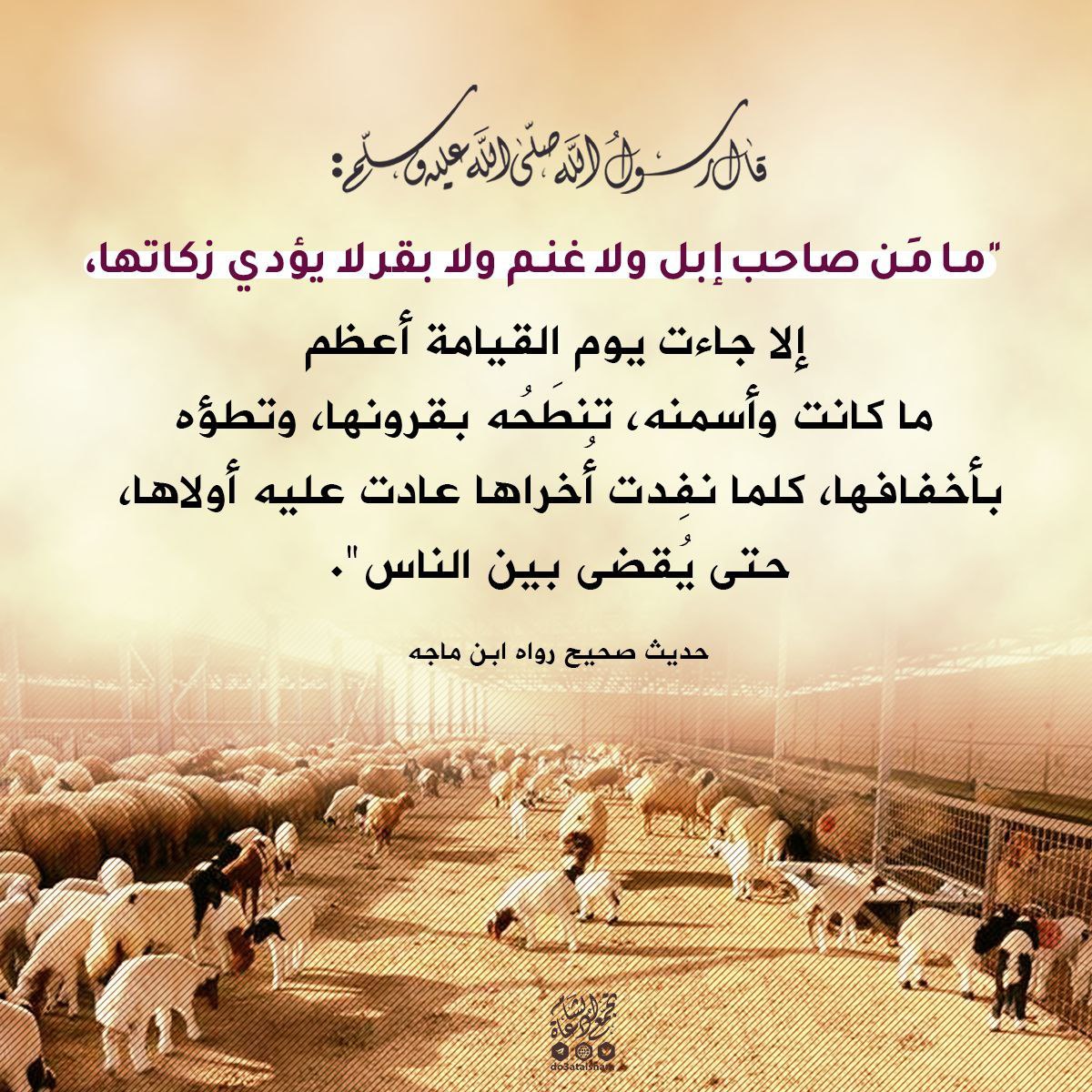 زكاة الأنعام - زكاة المواشي