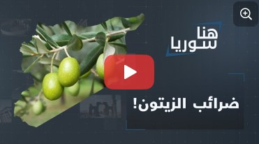 ضرائب الزيتون